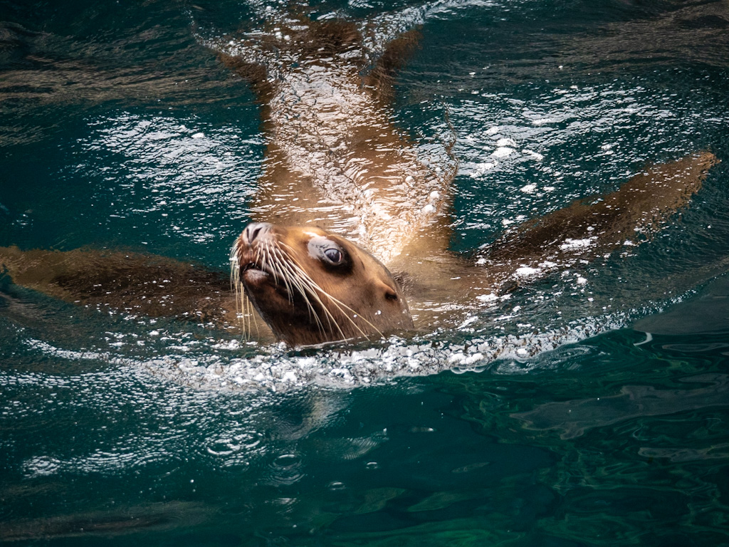 Steller (or northern) Sea Lion (Eumetopias jubatus) at the Vancouver Aquarium