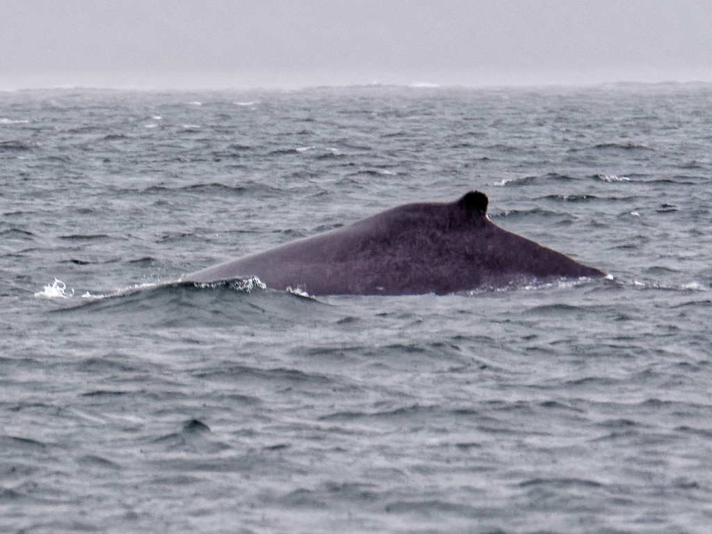 Humpback Whale (Megaptera novaeangliae) Dorsal Fin