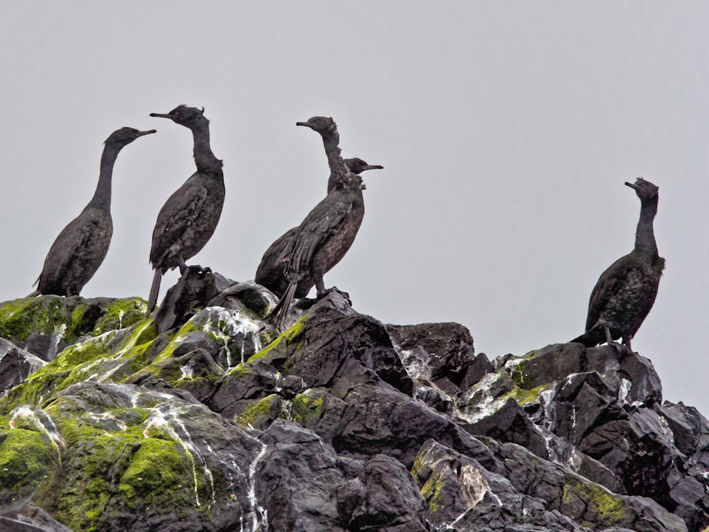 Pelagic Cormorant (Phalacrocorax pelagicus)