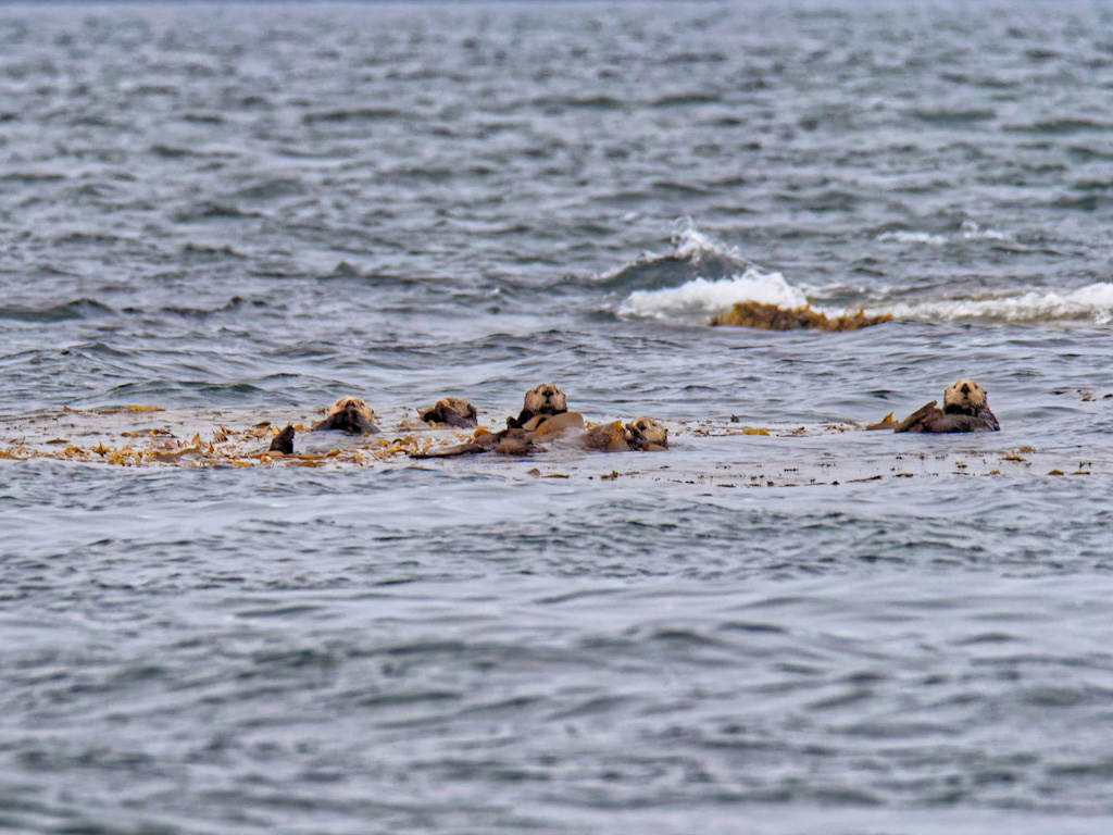 Northern Sea Otter (Enhydra lutris kenyoni) 