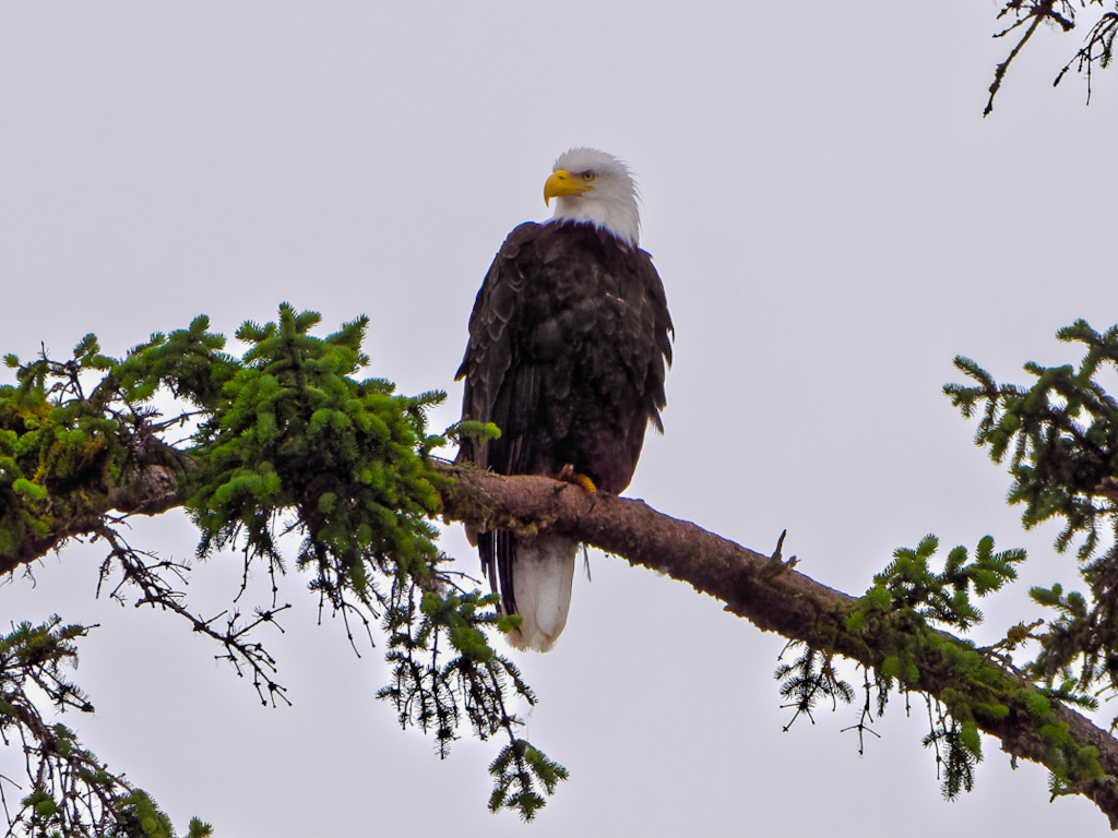 Bald Eagle (Haliaeetus leucocephalus)