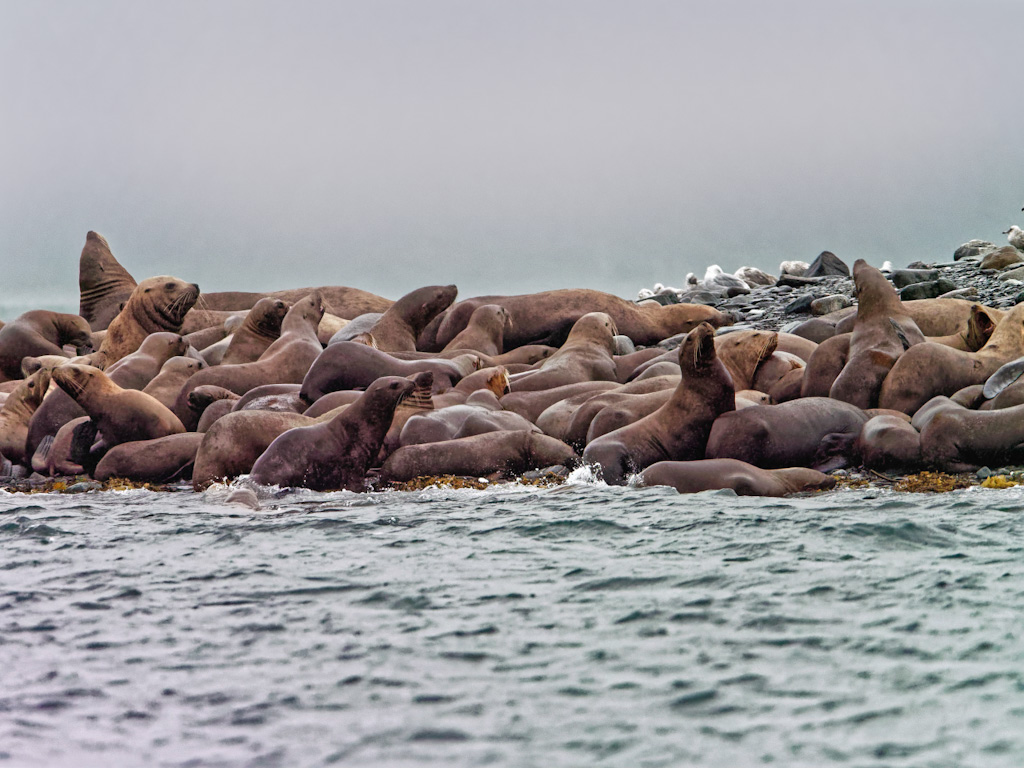 Steller (or northern) Sea Lion (Eumetopias jubatus)