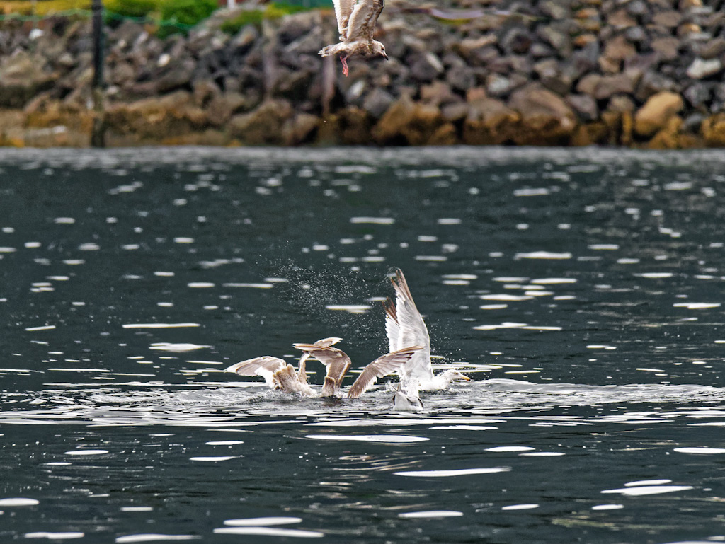 Glaucous-Winged Gull (Larus glaucescens)