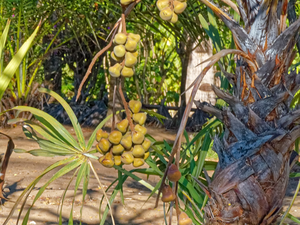 Borassus madagascariensis Palm with Unripe Fruit. Anjajavy Lodge, Madagascar