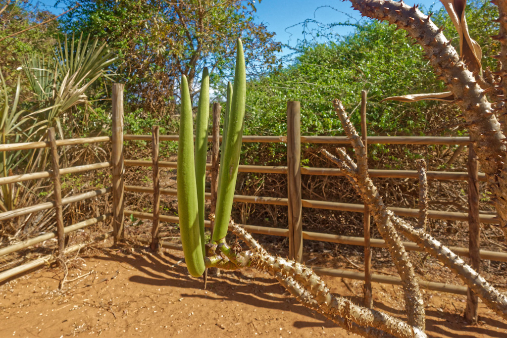 Giant Pachypodium Seed Pods. Anjajavy Airport, Madagascar