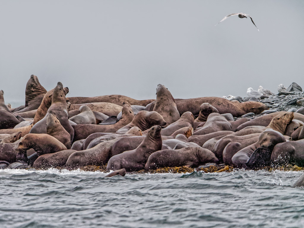 Steller (or northern) Sea Lion (Eumetopias jubatus)