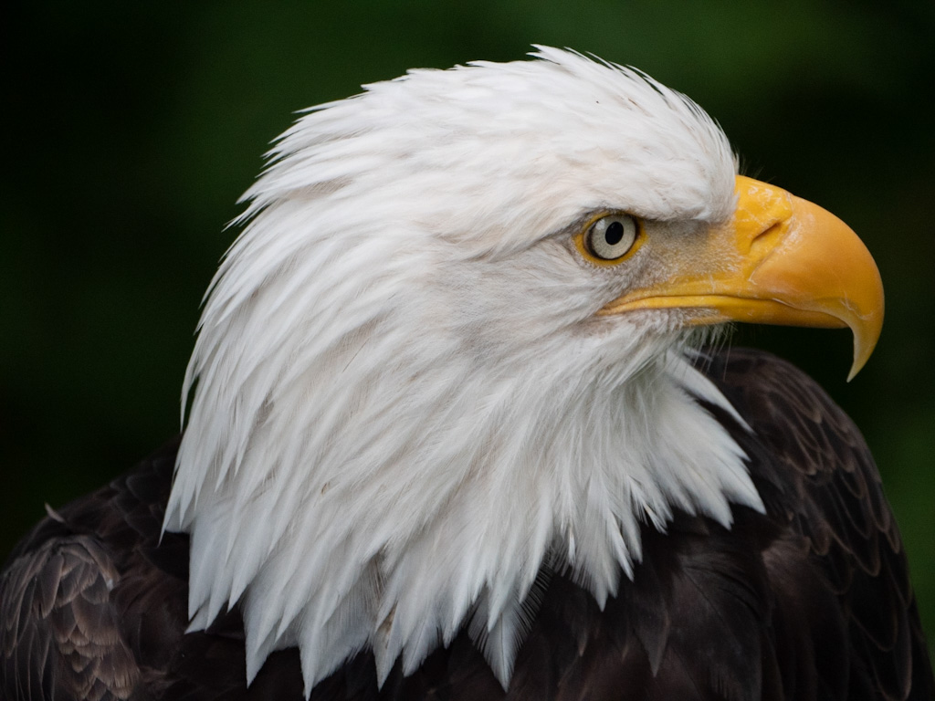 Bald Eagle (Haliaeetus leucocephalus) at the Sitka Raptor Center