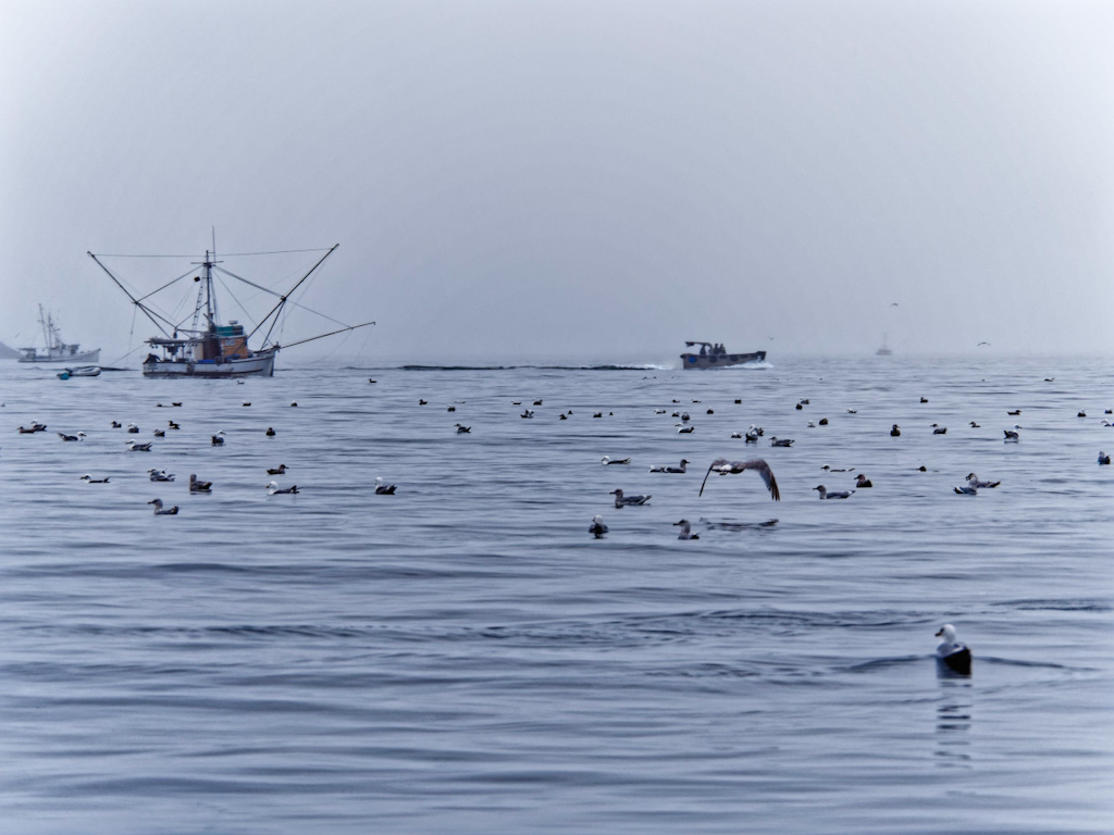 Boats and Birds