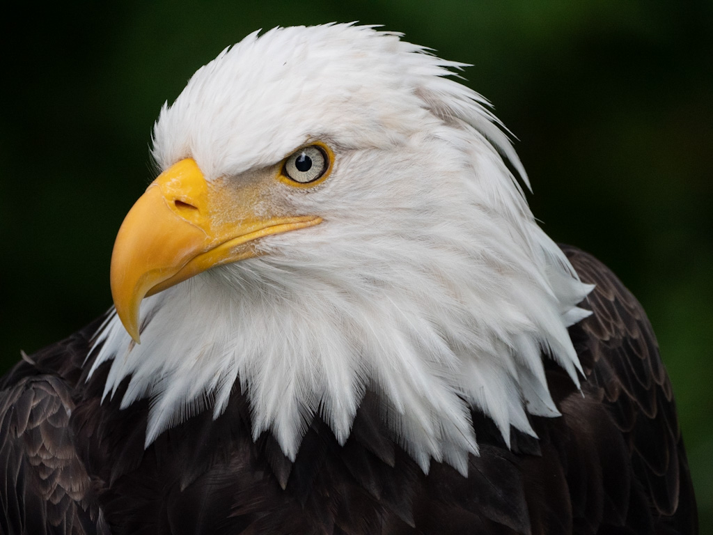 Bald Eagle (Haliaeetus leucocephalus) at the Sitka Raptor Center