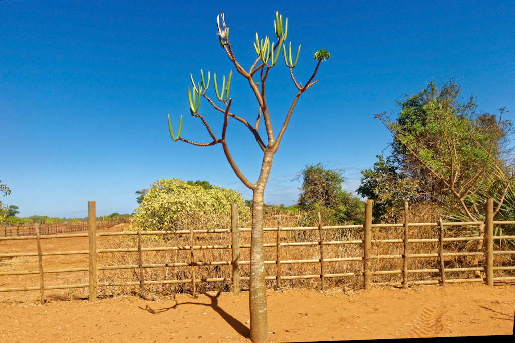 Pachypodium lamerei with Seed Pods. Anjajavy Airport, Madagascar