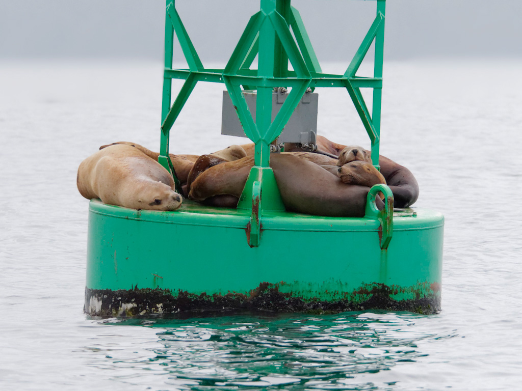 Steller (or northern) Sea Lion (Eumetopias jubatus)