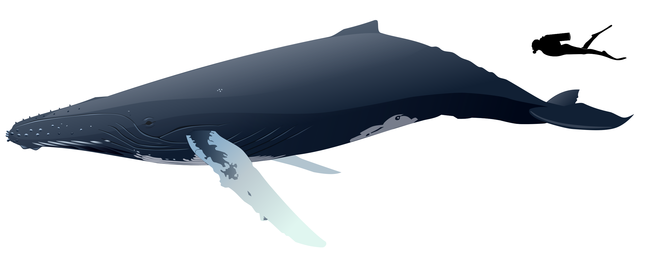 Humpback Whale (Megaptera novaeangliae) Size Comparison