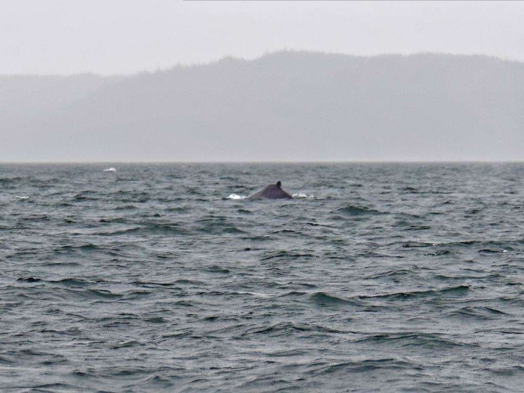 Humpback Whale (Megaptera novaeangliae) Dorsal Fin