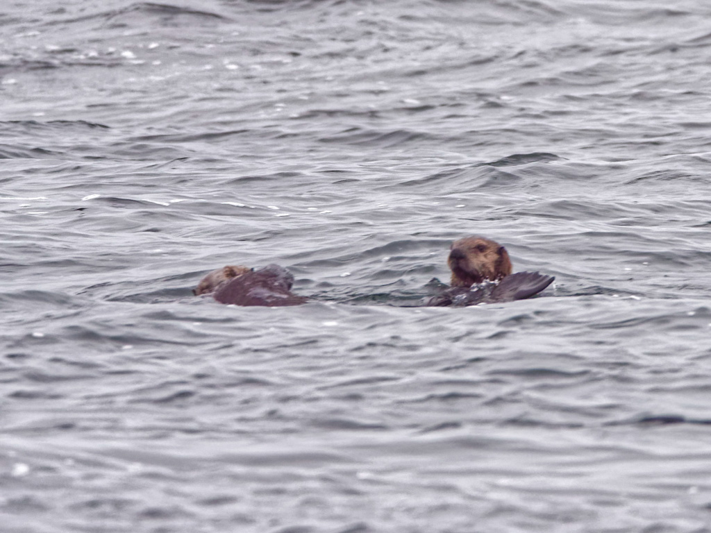 Northern Sea Otter (Enhydra lutris kenyoni) 