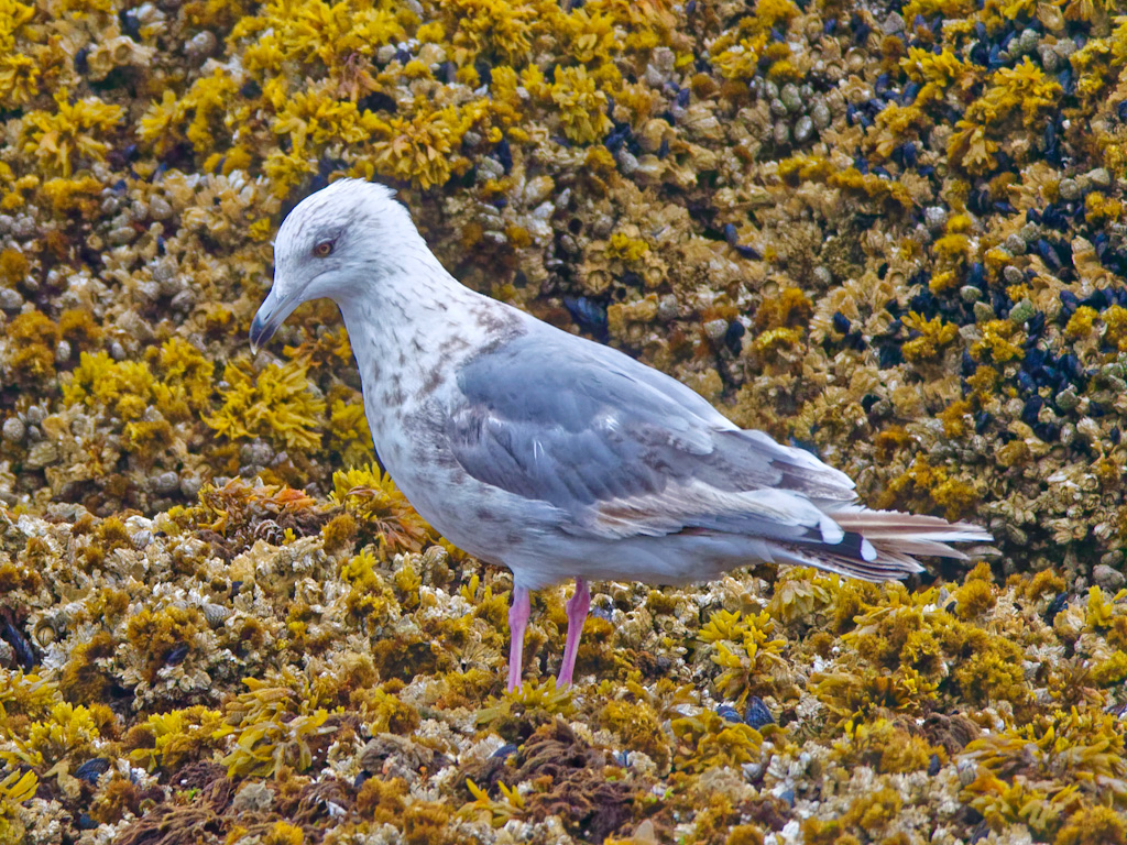 Third Winter Immature Glaucous-Winged Gull (Larus glaucescens)