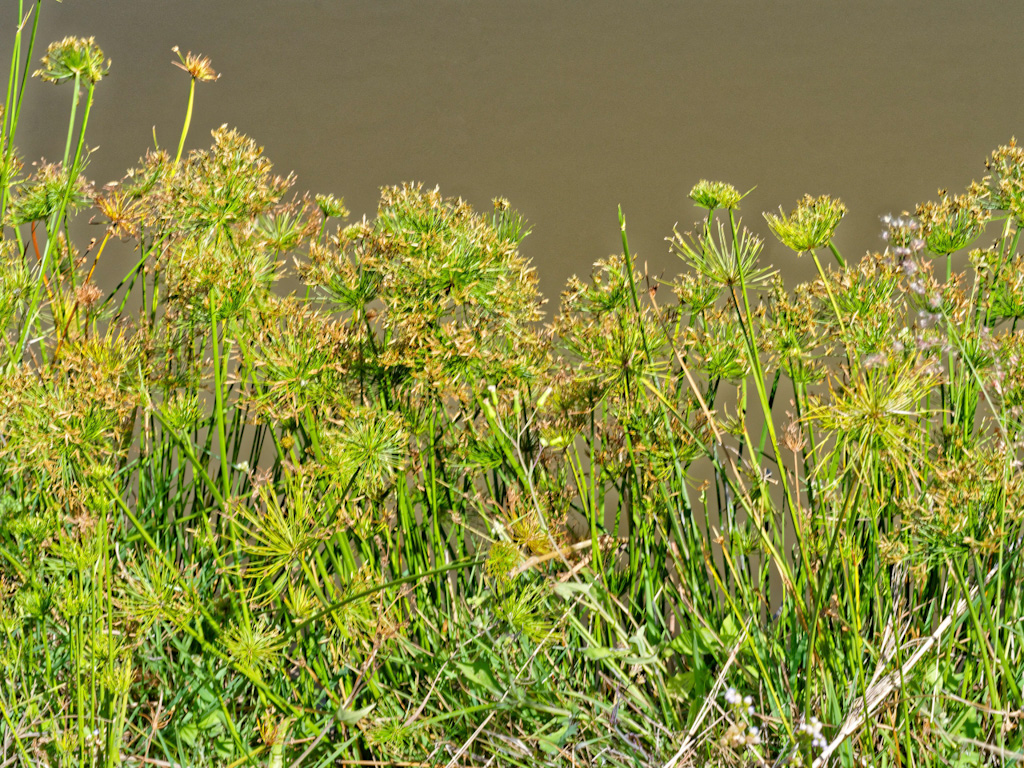 Dwarf Papyrus (Cyperus haspan). Relais de la Reine Lodge, Madagascar