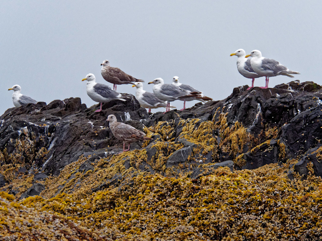 Glaucous-Winged Gull (Larus glaucescens)