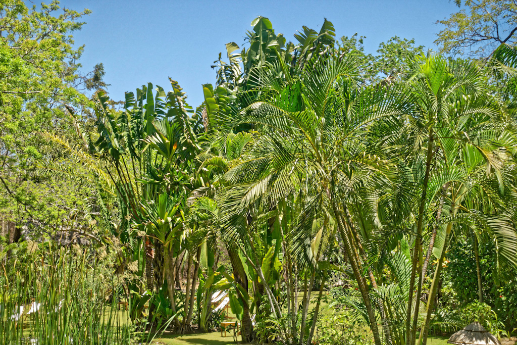 Travelers Palm (Ravenala madagascariensis). Anjajavy Lodge, Madagascar