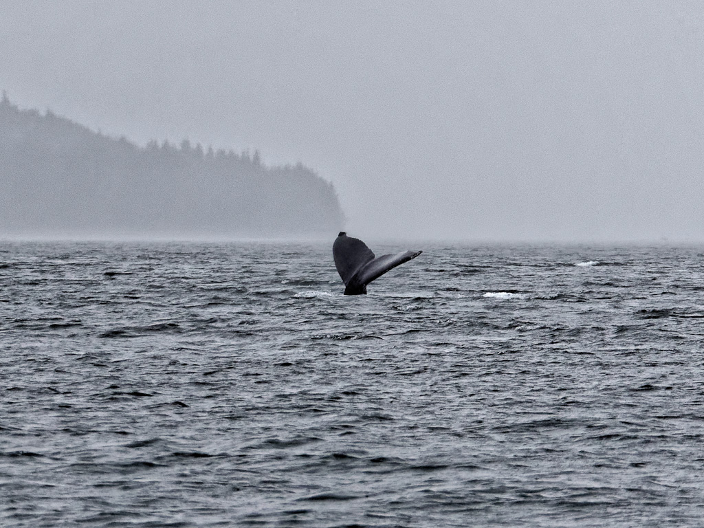 Humpback Whale (Megaptera novaeangliae) Tail