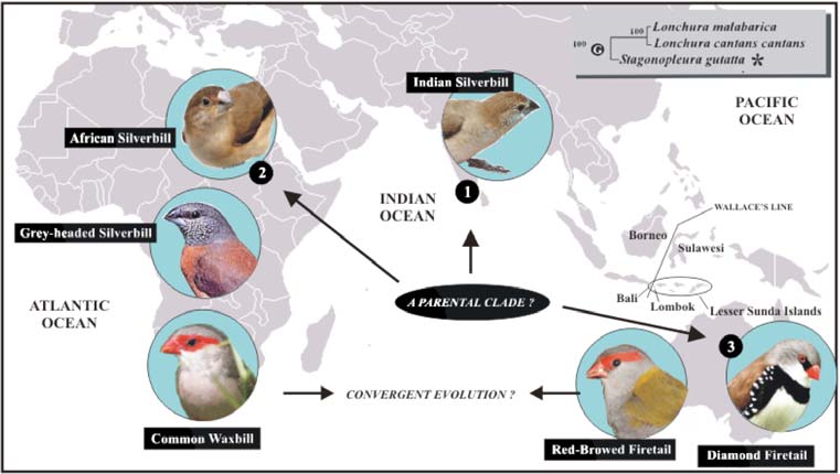 Origin of Estrilid Finches