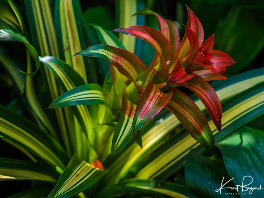 Bromiliad