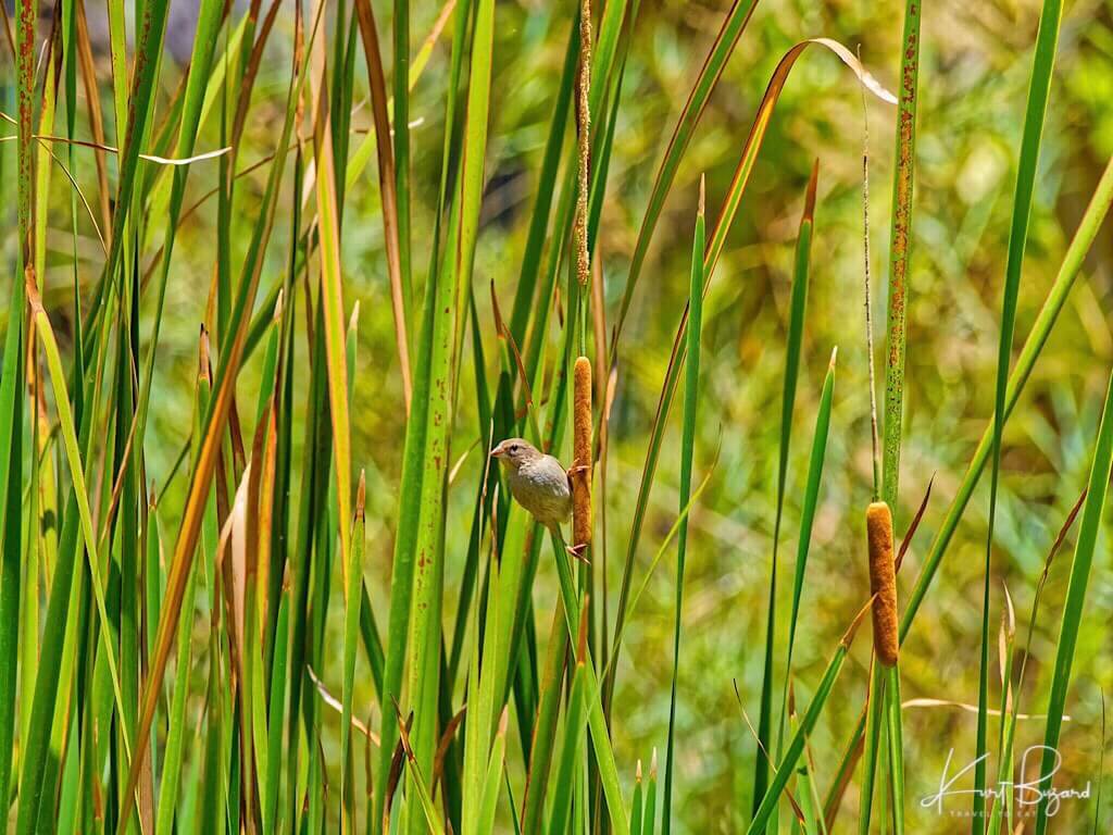 Narrow-Leaved Cattail, Vondrona in Malagasy (Typha angustifolia var domingensis). Anjajavy Lodge, Madagascar