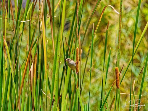 Narrow-Leaved Cattail, Vondrona in Malagasy (Typha angustifolia var domingensis). Anjajavy Lodge, Madagascar