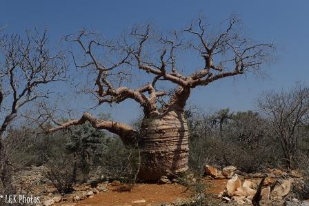 Fony Baobab (Adansonia rubrostipa) called Grandmother