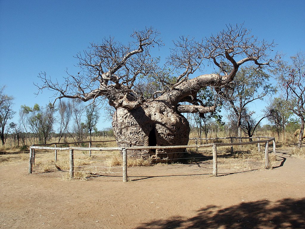 Adansonia gregorii at Derby, Western Australia, Endemic to Australia. Wikipedia