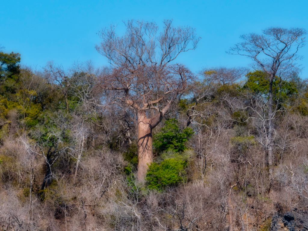 Malagasy Baobab (Adansonia madagascariensis. Anjajavy Reserve, Madagascar