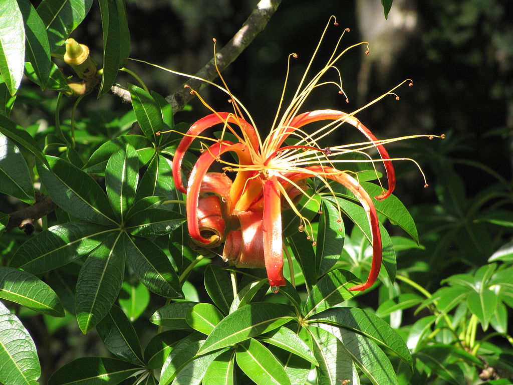 Malagasy Baobab (Adansonia madagascariensis) Flower. Wikipedia