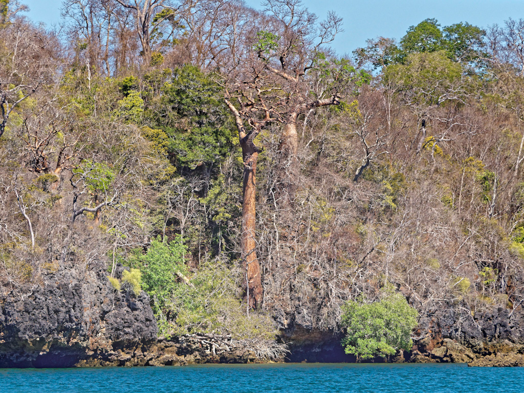 Malagasy Baobab (Adansonia madagascariensis. Anjajavy Reserve, Madagascar