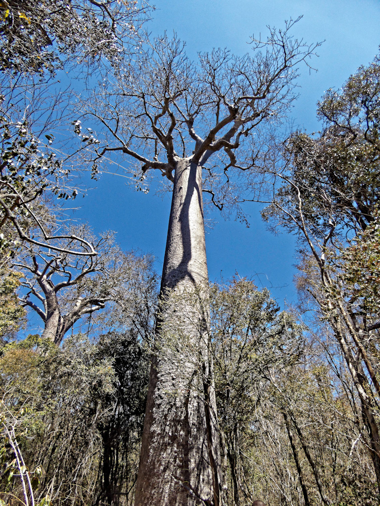 Western Baobab (Adansonia sa) in Zombitse-Vohibasia National Park, Southern Madagascar