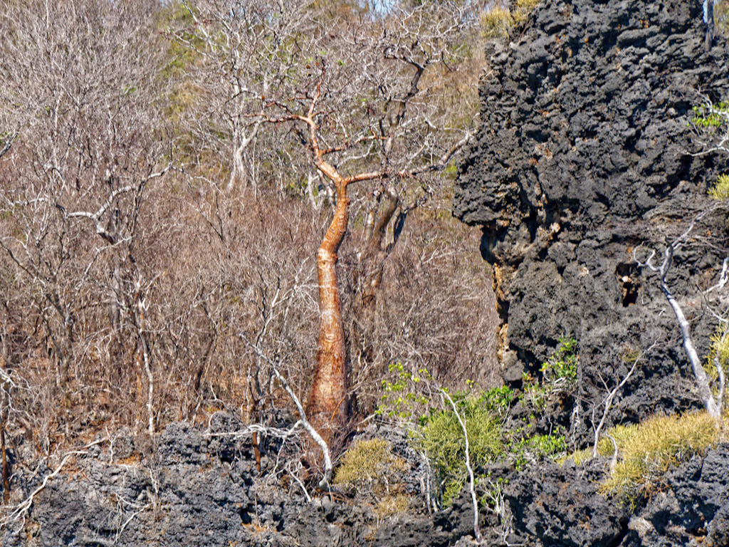 Malagasy Baobab (Adansonia madagascariensis. Anjajavy Reserve, Madagascar