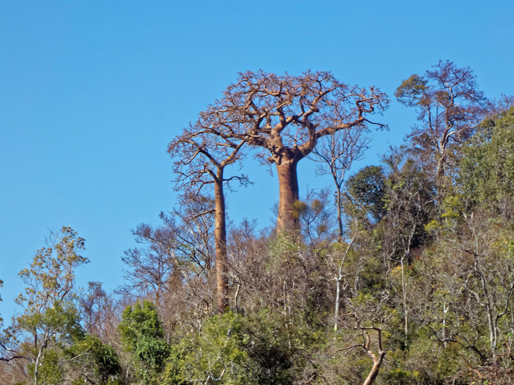 Malagasy Baobab (Adansonia madagascariensis). Anjajavy Reserve, Madagascar