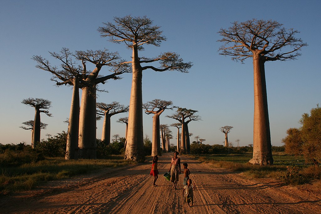 Local people on the Avenue of the Baobabs (Grandidier’s Baobab trees) Morondava, Madagascar. Wikipedia