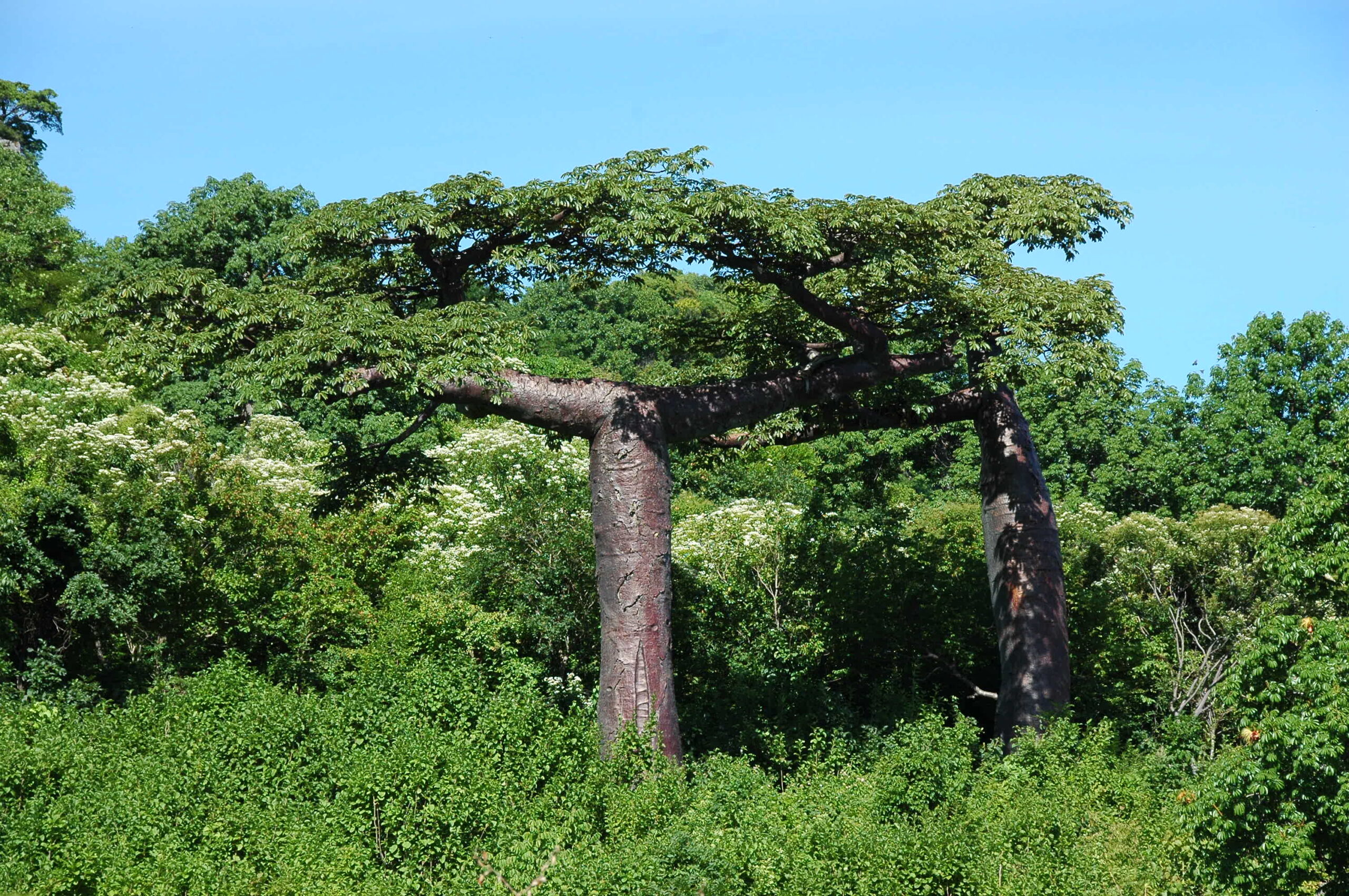 Suarez baobab (Adansonia suarezensis) Endemic to Madagascar. Wikipedia