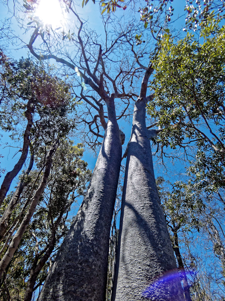 Western Baobab (Adansonia za) in Zombitse-Vohibasia National Park, Southern Madagascar