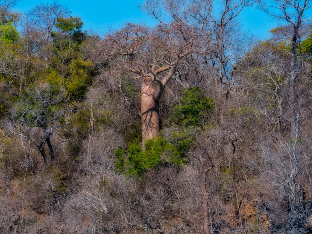 Malagasy Baobab (Adansonia madagascariensis. Anjajavy Reserve, Madagascar