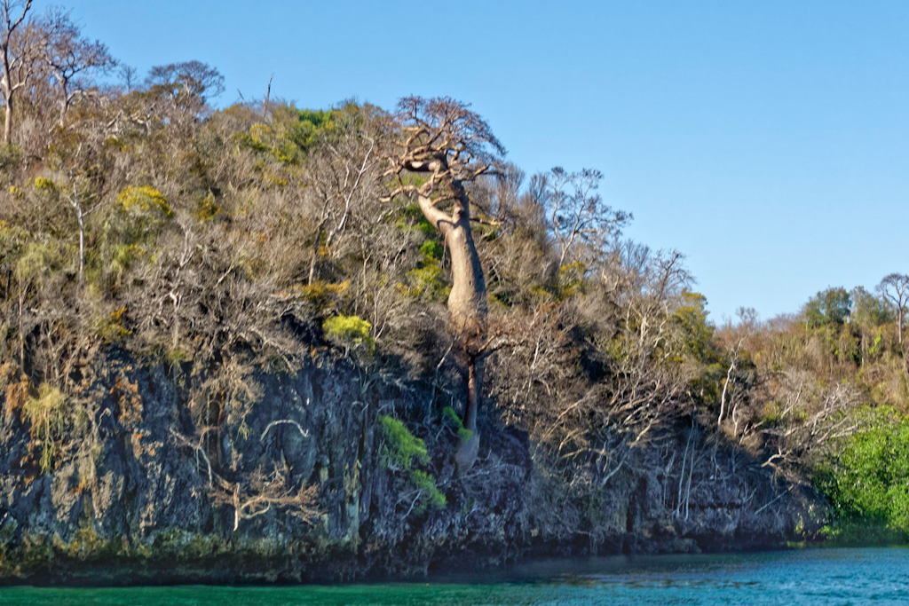 Fony Baobab (Adansonia rubrostipa). Anjajavy Reserve, Madagascar