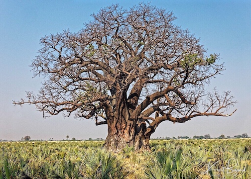 Baobab Tree (Adansonia digitata) in the Okavango Delta, Botswana