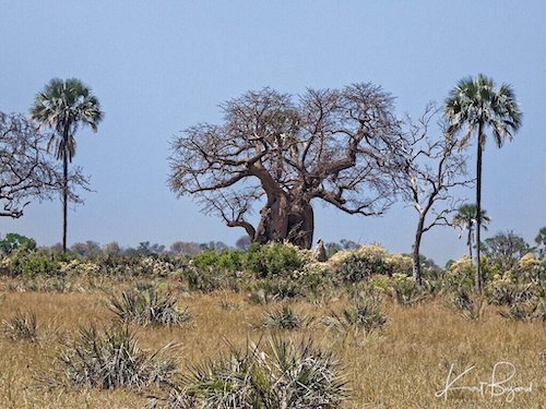 African Baobab Tree (Adansonia digitata) in the Okavango Delta, Botswana