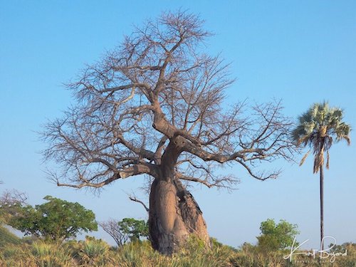 African Baobab Tree (Adansonia digitata) in the Okavango Delta, Botswana