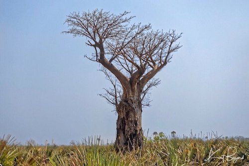 African Baobab Tree (Adansonia digitata) in the Okavango Delta, Botswana