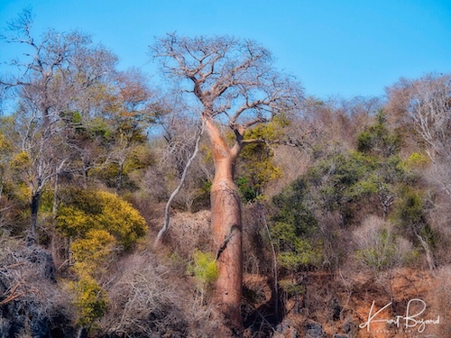 Fony Baobab (Adansonia rubrostipa). Anjajavy Reserve, Madagascar