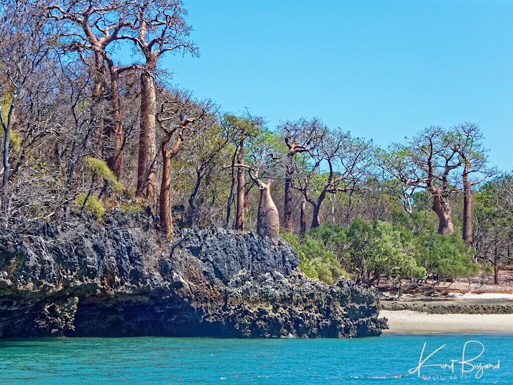 Ambodro Ambasy Mangrove with Baobab Trees on Tsingy, Anjajavy Reserve Madagascar
