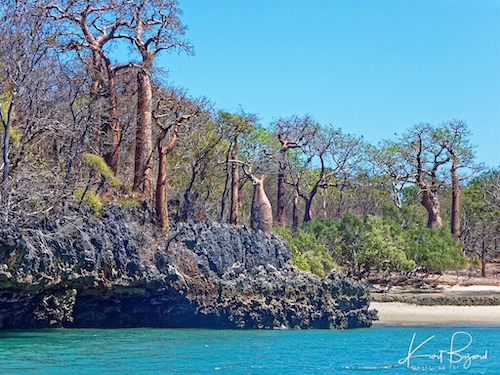 Ambodro Ambasy Mangrove with Baobab Trees on Tsingy, Anjajavy Reserve Madagascar