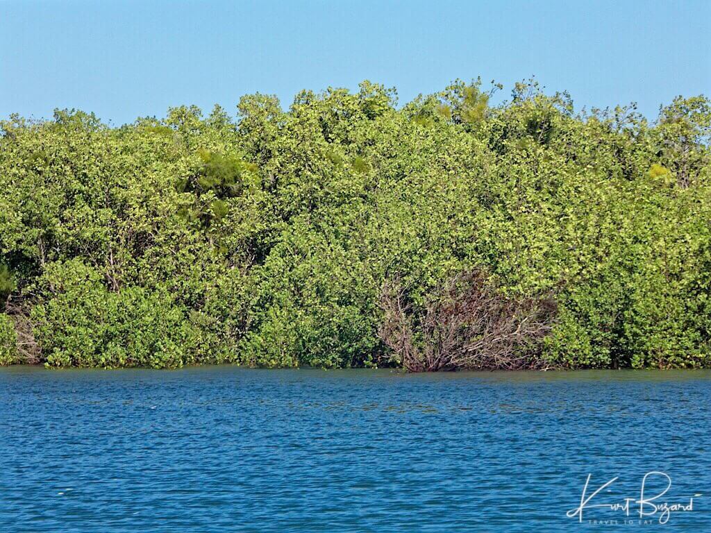 Ambodro Ambasy Mangrove, Anjajavy Reserve Madagascar