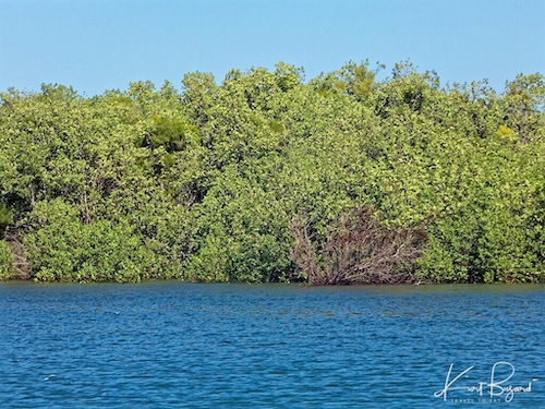 Ambodro Ambasy Mangrove, Anjajavy Reserve Madagascar