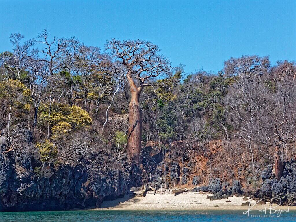 Fony Baobab (Adansonia rubrostipa). Anjajavy Reserve, Madagascar